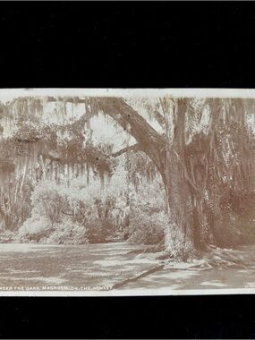 Antique 1907 Detroit Publishing Co Postcard P105 Phostint Photostint Under Oaks